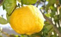 Citron la gale
